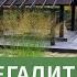 КАМНИ СОЗДАЮТ ДИЗАЙН САДА Сад в природном стиле