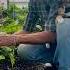 Cordon Cucumbers Train And Prune Young Plants Vegetablegardening
