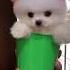 Pomeranian Ubit Nyang Lucu Lagee Nyan Anjing Peliharaan Nyang Lucu Pomeranian