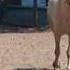 TWIN BLUE Modele De Allures 3 Ans Wmv