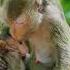 060579 Monkey Primatelove Animals Primate Cute Wildprimatechannel Babymonkey Primateworld