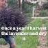 Want To Do The Same Click To Watch The Full Video Lavender Flowerfarm Garden