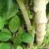फ द न और पत थरच ट ट क प ड Fodina And Stonecrop Tree