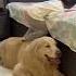True Love Between Dog And Baby Short True Love Dog Baby Shortfeed Youtubeshort Facts