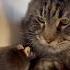 Я сказала не трогай меня Cat Maincoon Shortvideo Humor Mouse Funnyvideo Youtube
