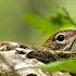 Kathy Mattea The Wood Thrush S Song