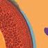 Structure Of The Earth The Dr Binocs Show Educational Videos For Kids