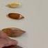 Pili Nuts Evolution Pilinuts Pili Nuts Canariumovatum Nature