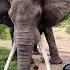 Elephant Big Tusker Crushes Ground In Powerful Display