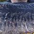 Huge Welsh Carp Kev Hewitt Diary Carp Fishing