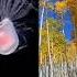 Immortality In Nature Explained