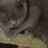 Фуфлик это мой кот коты кот приколыскотами котики Shots приколы