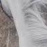 Fun Fact She S Actually A Varnish Appy Mustang Off Of The Yakima Reservation Equestrian Mare