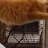 Funny Cat Jump Fail 2015