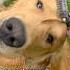 Ready To Break Some Hearts Feelingmyself Goldenretriever Pitbull Husky Relatable