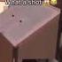 Scout Dies