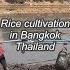 Rice Cultivation In Bangkok Thailand