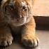 Tiger Kitten Cute Animal Cat