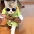 Cat Catwalk Pusi Cat Cute