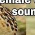 Female Quail Sound 2021 New Female Batair Sound Sardar Sajjad Khan Official