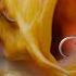 How To Tie A Chod Rig For Carp Fishing