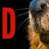 BEAVER SOUND EFFECTS What Does A Beaver Sound Like Maktub Ytv