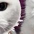 The Most Adorable Big Eyed Tube Loving Cat