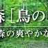 自然音 癒しの森の音 鳥のさえずり 静かな森の爽やかな朝の音 作業 集中 睡眠 リラックス 瞑想 ASMR Nature Sounds