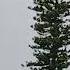 It S A Pine Tree I Think