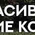 Мухаммад Амин аль Джазаири Прекрасное чтение Корана