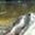 The Cat Who Slaps Gators