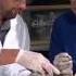 Detailed Clam Bivalve Molluscs Or Mollusks Dissection Jr High High School And College Review