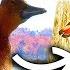 Waterfowl Hunting To Prepare For Wood Ducks In TheHunter Call Of The Wild