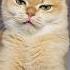 Nika Gave Me The Perfect Haircut Cat Cats