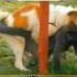 Pertarungan Anjing Vs Monyet Dog Monkey