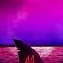 SEA WORLD