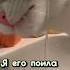 Я его кормила я его поила ПУПС Animal Cat пупс фиксики Likee а4 Funny котики