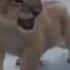 Baby Lion S Roaring Painfully Adorable