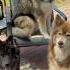 Rating What My Huskies Did This Week Dogs Dogshorts Husky Puppy Funny Funnyanimals Viral