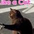 Cats Play Fighting Brown Cat
