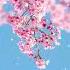 R Cherry Blossoms And Blue Sky Live