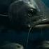 Hungry Fish Crying For Food For His Children Nature Fish Fishing Water Whalefish Kids Fun