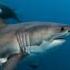 Orca Great White Farallon Island New Wildlifephotography Shark Ocean Marine California Usa