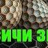 Русичи знали про сотовый мир Луна дала ответ 169 часть