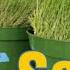 Kentucky 31 Vs Turf Type Tall Fescue What S The Difference Which Is Best