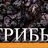 ГРИБ ЧАГА ПОЛЕЗНЫЕ И ЛЕЧЕБНЫЕ СВОЙСТВА СЕКРЕТЫ ДОЛГОЛЕТИЯ