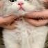 Cuteanimals Youtubeshorts Animals Short Lovestory Cute Lovestory Cat
