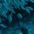 Clever Galápagos Penguins Feast On Anchovies Secrets Of The Penguins National Geographic