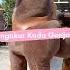 Cara Mengukur Kuda Genjot M Short