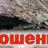 Заброшенный земельный участок Можно ли его оформить в собственность и как это сделать